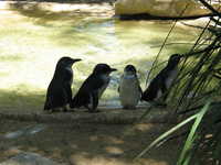  little penguins.JPG 